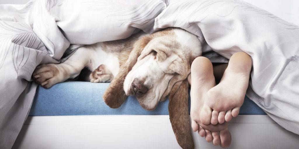 dormir