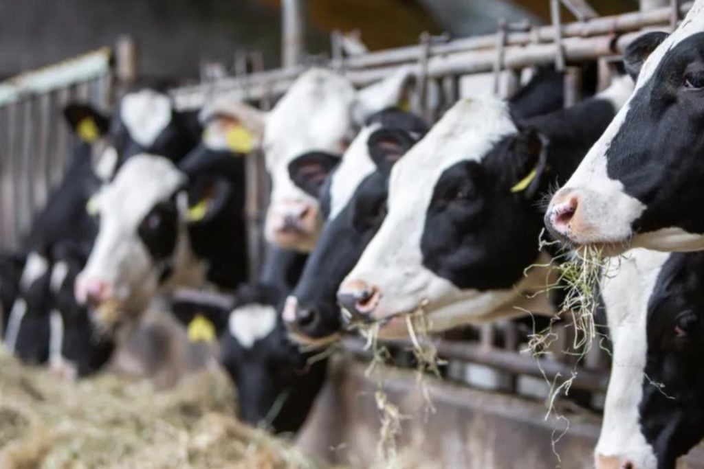 Ce village alsacien a inscrit cinq vaches à l’école maternelle pour sauver une classe
