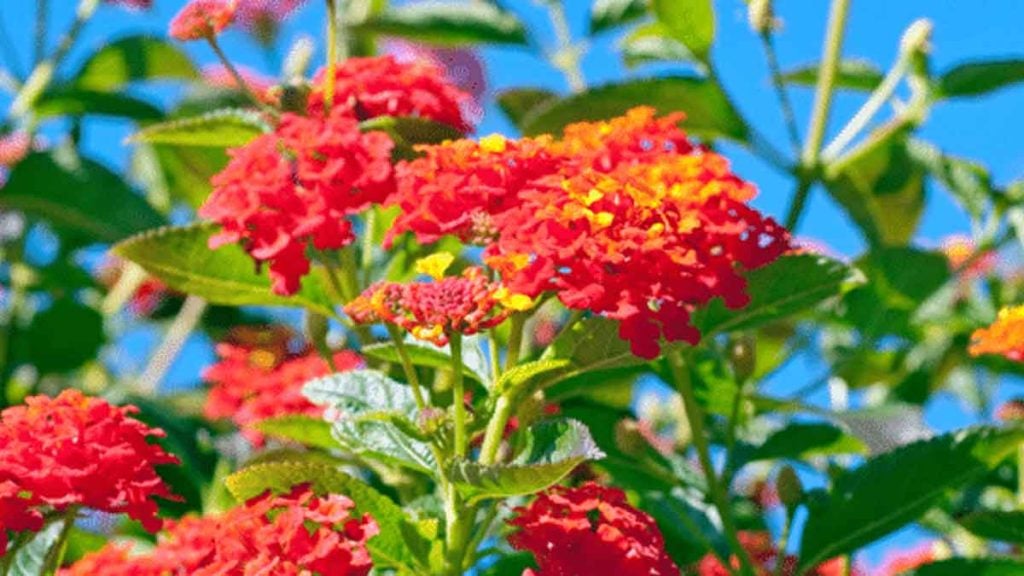 Cette fleur est l’une des rares à fleurir toute l’année — elle reste pourtant peu connue