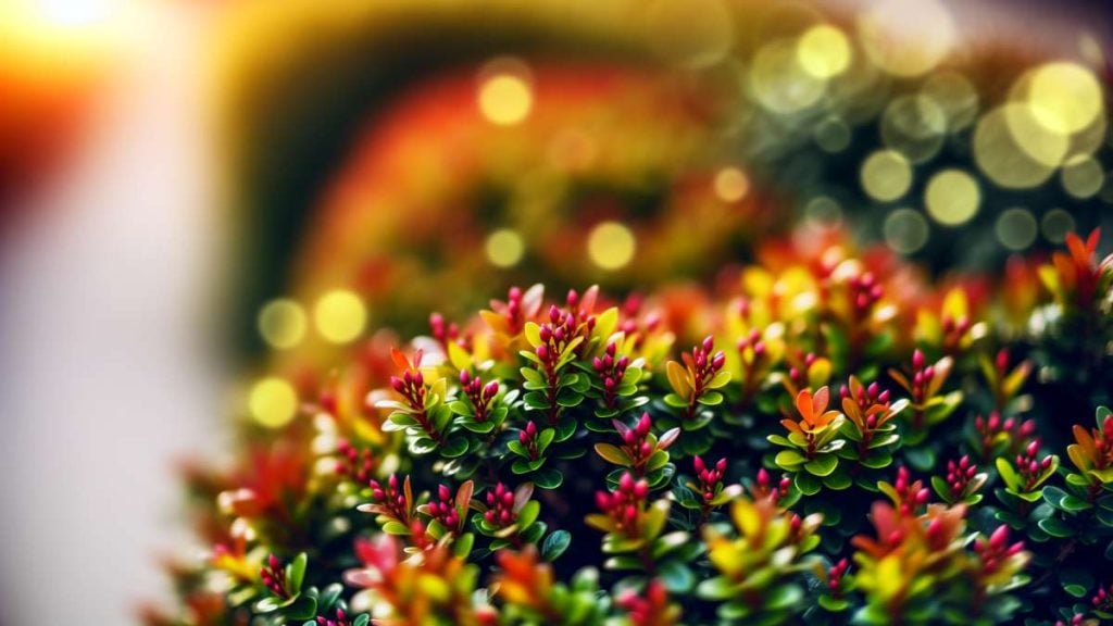 Les haies de photinia c'est fini : cet arbuste coloré et sans entretien va les remplacer dans tous les jardins au printemps 2026